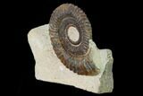 Early Devonian Ammonoid (Anetoceras) - Tazarine, Morocco #154696-1